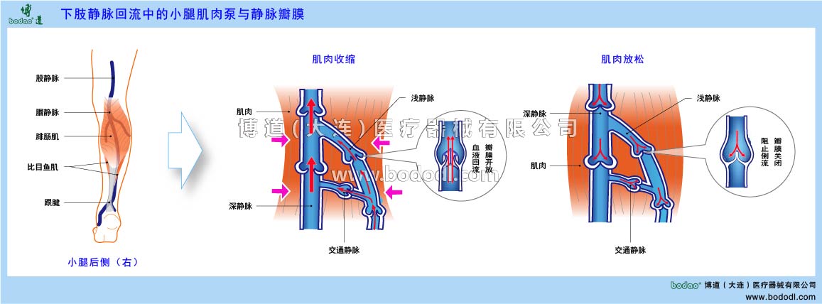 小腿肌肉泵与静脉瓣膜的构造与功能